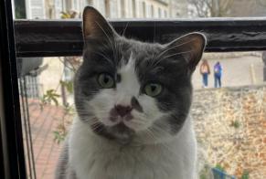 Vermisstmeldung Katze Weiblich , 5 jahre Jávea Spanien