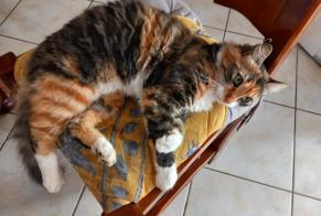 Vermisstmeldung Katze rassenmischung Weiblich , 2 jahre Paimbœuf Frankreich