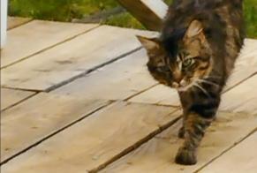 Vermisstmeldung Katze rassenmischung Männliche , 3 jahre Chamalières Frankreich