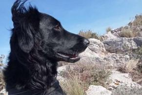 Vermisstmeldung Hund rassenmischung Weiblich , 1 jahre Paradou Frankreich