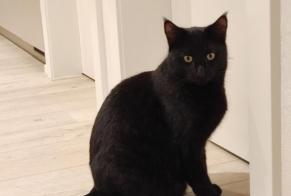 Vermisstmeldung Katze rassenmischung Männliche , 3 jahre Jongny Schweiz