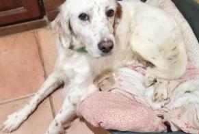Vermisstmeldung Hund  Weiblich , 12 jahre Cursan Frankreich
