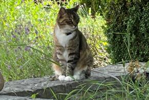 Vermisstmeldung Katze Weiblich , 13 jahre Namur Belgien