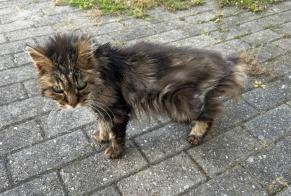Fundmeldung Katze Unbekannt Saint-Léonard Schweiz
