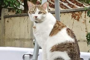 Vermisstmeldung Katze  Männliche , 8 jahre Le Bouscat Frankreich