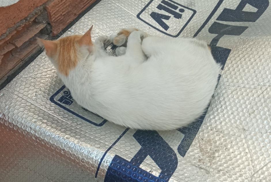 Vermisstmeldung Katze Weiblich , 4 jahre Murcia Spanien