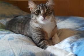 Vermisstmeldung Katze Männliche , 2 jahre Barlassina Italien
