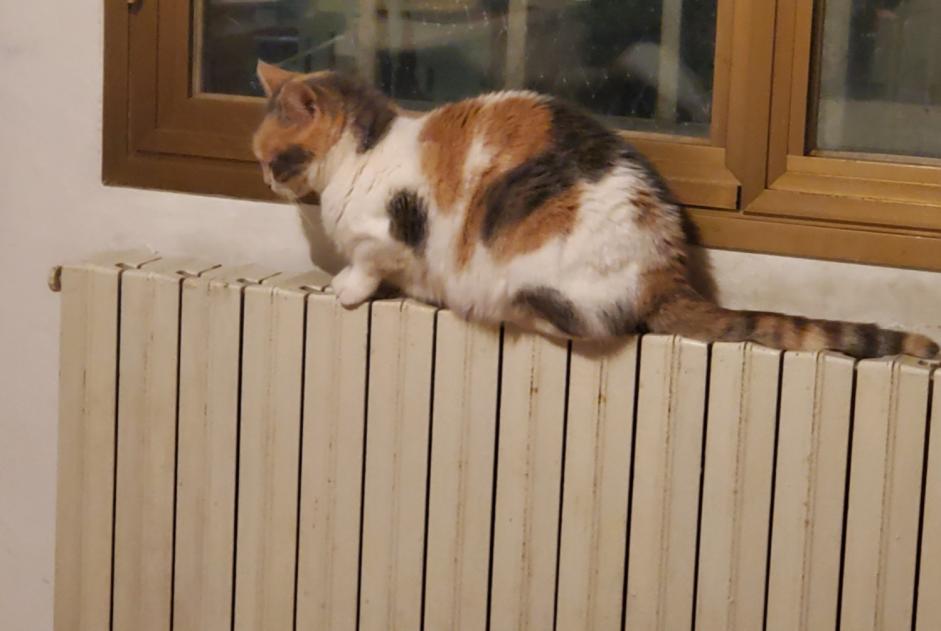 Vermisstmeldung Katze Weiblich , 2 jahre Bologna Italien