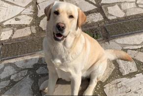 Vermisstmeldung Hund  Männliche , 3 jahre Mezzaluna Italien