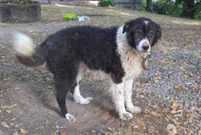 Vermisstmeldung Hund rassenmischung Männliche , 7 jahre Marano Sul Panaro Italien