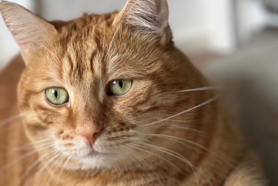Vermisstmeldung Katze  Männliche , 3 jahre Sanremo Italien