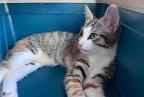 Fundmeldung Katze Weiblich Esvres Frankreich