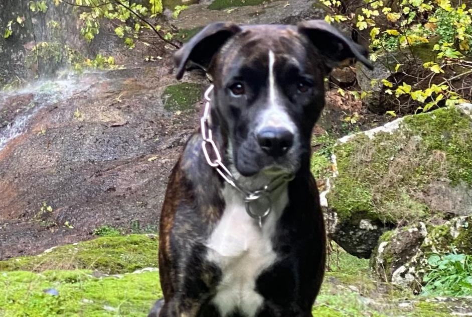 Hund Vermisst in Perfugas (, Italien)  - Verlust Pet Alert Meldung Nr. 360692