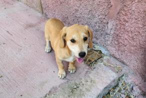 Fundmeldung Hund rassenmischung Weiblich Chia Italien
