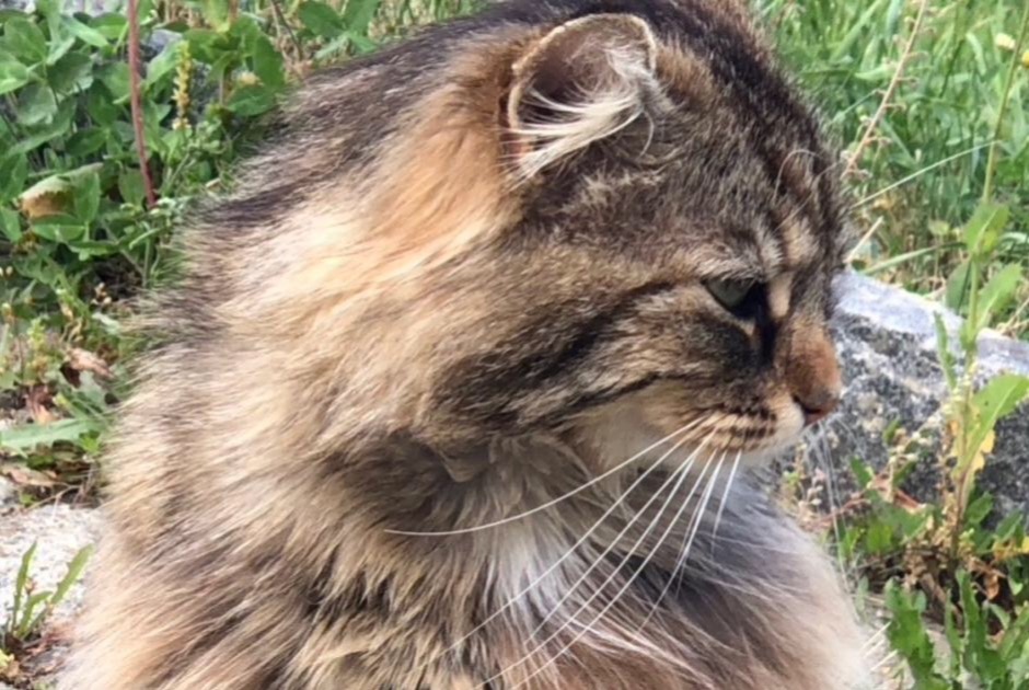 Disappearance alert Cat miscegenation Male , 8 years Versoix Switzerland
