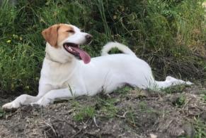 Disappearance alert Dog miscegenation Female , 2 years Milano Italy