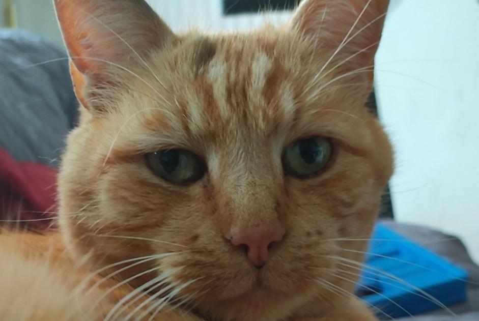 Disappearance alert Cat  Male , 11 years Mont-Saint-Guibert Belgium