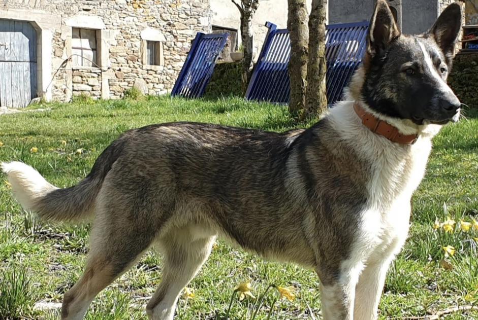Disappearance alert Dog miscegenation Male , 5 years Colombies France