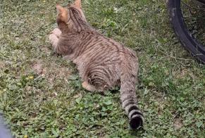 Disappearance alert Cat miscegenation Male , 2 years Gy Switzerland