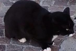 Disappearance alert Cat Female , 9 years Cerneglons Italy