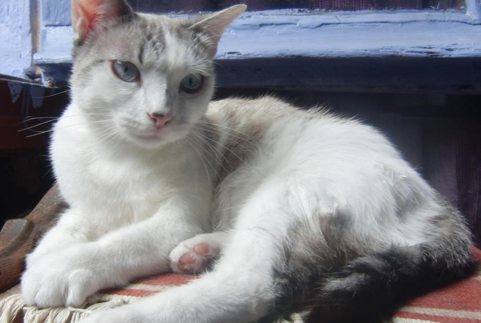 Disappearance alert Cat miscegenation Female , 4 years Villefranche-de-Rouergue France