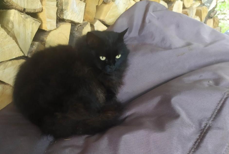 Disappearance alert Cat Female , 10 years Crolles France