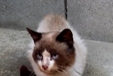 Discovery alert Cat  Male Tarbes France