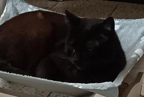 Disappearance alert Cat Male , 7 years Farciennes Belgium