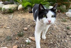Disappearance alert Cat Male , 4 years Perpignan France