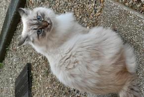 Disappearance alert Cat miscegenation Female , 2 years Saint-Romain-de-Jalionas France