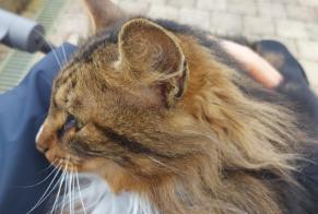 Discovery alert Cat Male Jodoigne Belgium