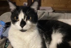 Disappearance alert Cat miscegenation Male , 2 years Saint-Pé-de-Bigorre France