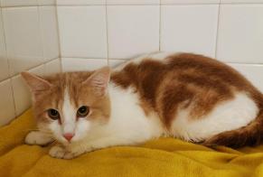 Discovery alert Cat Male , Between 9 and 12 months Vienne France