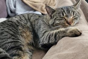 Disappearance alert Cat Male , 1 years Sausheim France