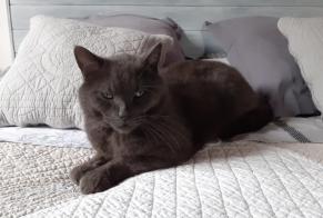 Disappearance alert Cat miscegenation Male , 5 years Salagnon France