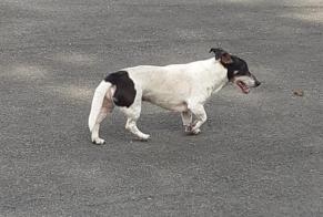 Discovery alert Dog Unknown Ottignies-Louvain-la-Neuve Belgium