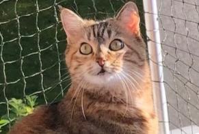 Disappearance alert Cat Female , 8 years Vuisternens-devant-Romont Switzerland