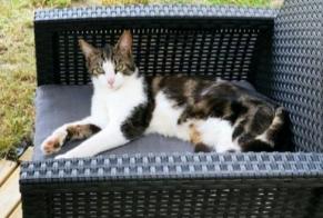 Disappearance alert Cat  Male , 2 years Plérin France