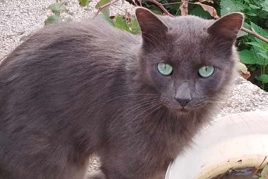 Disappearance alert Cat Male , 2 years Saint-Julien-sur-Reyssouze France