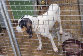 Discovery alert Dog  Female Rocamadour France