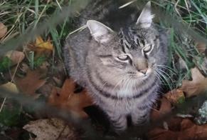 Disappearance alert Cat Male , 11 years Beaulieu France