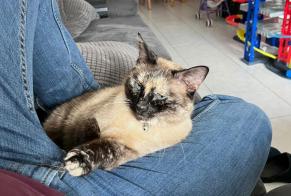 Disappearance alert Cat  Female , 10 years Braine-l'Alleud Belgium