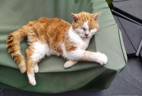 Disappearance alert Cat Male , 18 years Bain-de-Bretagne France