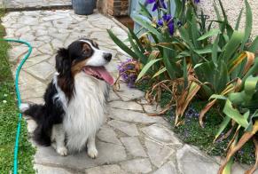 Discovery alert Dog  Unknown Saint-Prest France