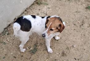 Discovery alert Dog miscegenation Female Arpheuilles France