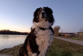 Disappearance alert Dog miscegenation Male , 9 years Trévoux France