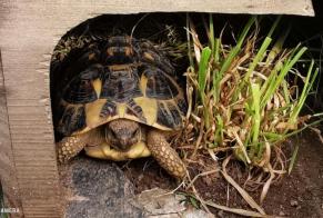 Disappearance alert Tortoise Male , 2024 years Concarneau France