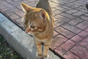 Discovery alert Cat Male Málaga Spain
