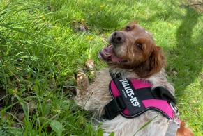 Disappearance alert Dog  Female , 6 years Vignoc France