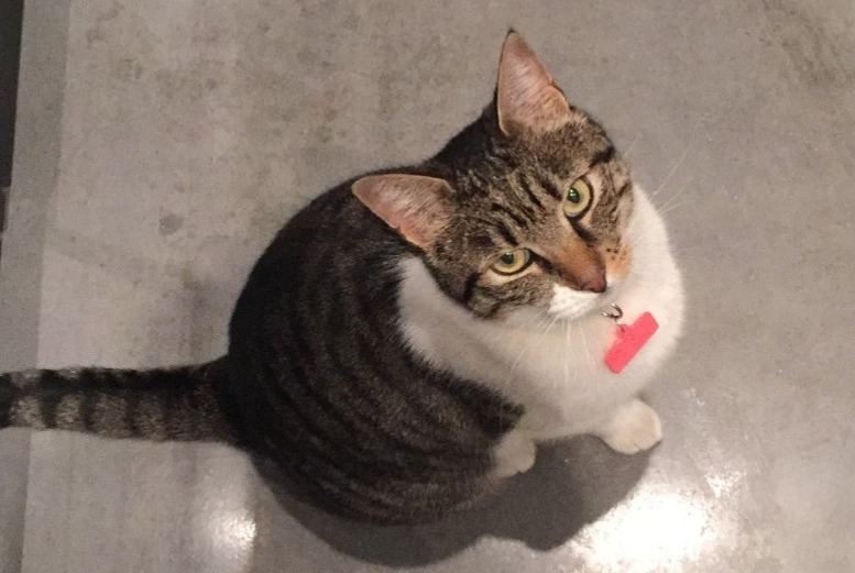 Disappearance alert Cat  Female , 10 years Roma Italy